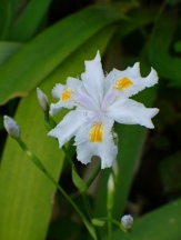 Nada Crested Iris, Butterfly Iris, Japanese Iris, Iris x 'Nada'